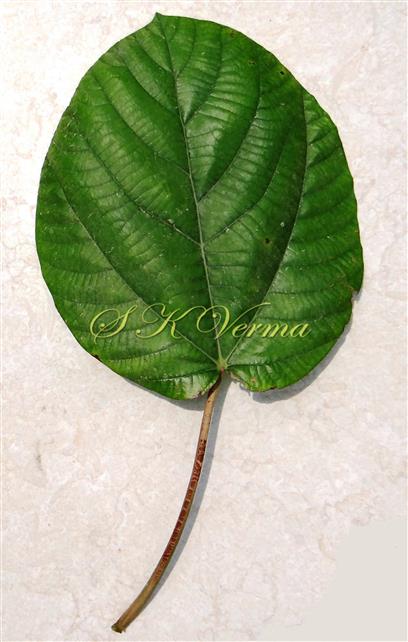  Leaf (Adaxial View)